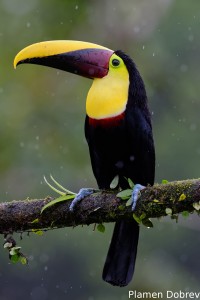 Chestnut-mandibled toucan