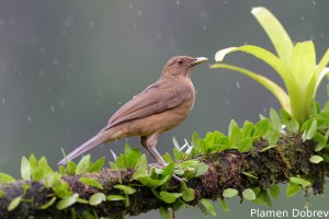 Clay-colored robin