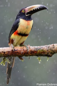 Collared aracari