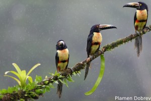 Collared aracari