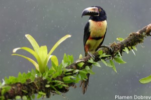 Collared aracari