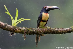 Collared aracari