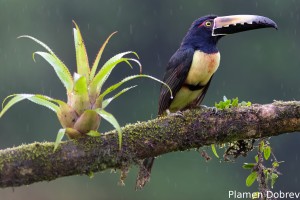 Collared aracari