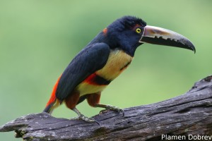 Collared aracari