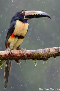 Collared aracari