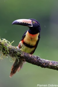 Collared aracari