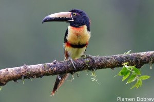 Collared aracari