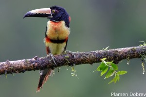 Collared aracari