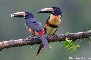 Collared aracari