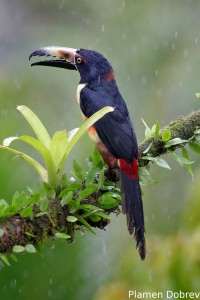 Collared aracari