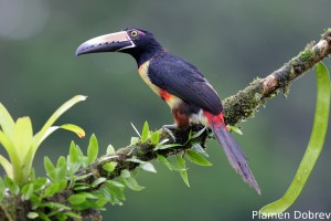 Collared aracari