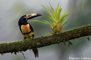 Collared aracari