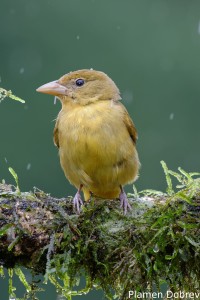 dsc_3050_dxo