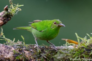 dsc_3118_dxo