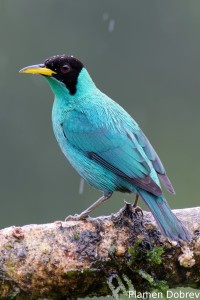 Green honeycreeper
