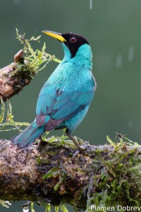 Green honeycreeper