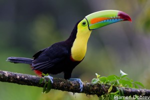 Keel-billed toucan