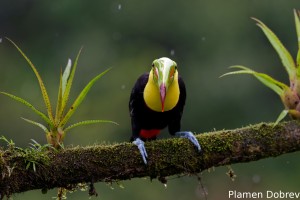 Keel-billed toucan