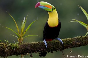 Keel-billed toucan
