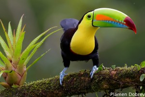 Keel-billed toucan