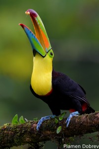 Keel-billed toucan