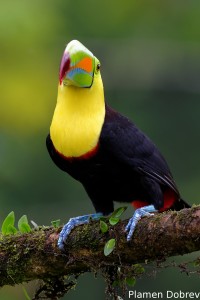 Keel-billed toucan