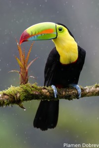 Keel-billed toucan