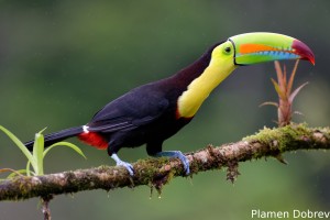 Keel-billed toucan