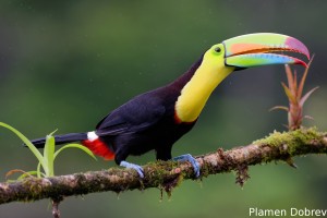 Keel-billed toucan