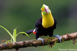 Keel-billed toucan