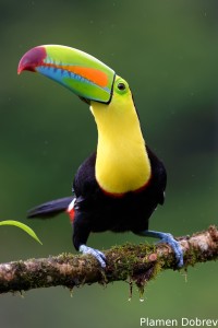 Keel-billed toucan