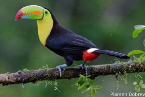 Keel-billed toucan
