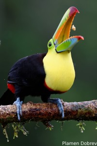 Keel-billed toucan