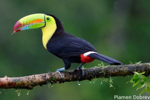 Keel-billed toucan