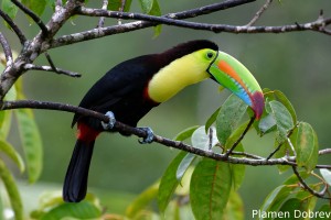 Keel-billed toucan