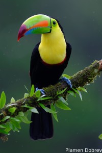 Keel-billed toucan