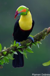 Keel-billed toucan