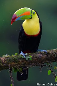 Keel-billed toucan
