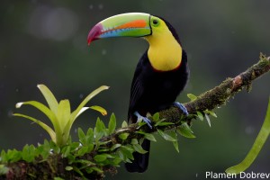 Keel-billed toucan
