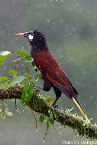 Montezuma oropendola