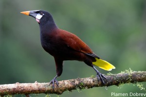 Montezuma oropendola