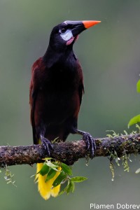 Montezuma oropendola