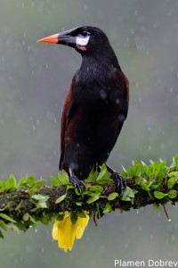 Montezuma oropendola