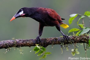 Montezuma oropendola