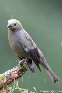 Palm tanager