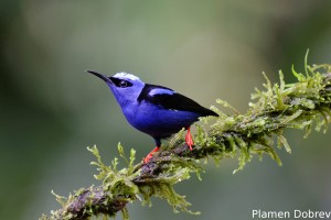 Red-legged honeycreeper