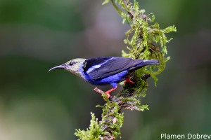 Red-legged honeycreeper