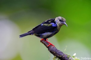 Red-legged honeycreeper