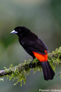 Scarlet-rumped tanager