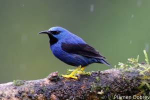 Shining honeycreeper